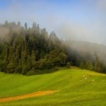 the-fog-3609233_1920